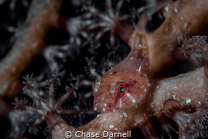 "Red Eye"
A close up shot of a Red Cling Fish. Achieved ... by Chase Darnell 